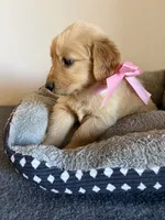 Lily, a female Golden Retriever for sale in Phoenix, AZ – 1 of 2