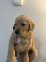 Leo, a male Golden Retriever for sale in Phoenix, AZ – 2 of 2