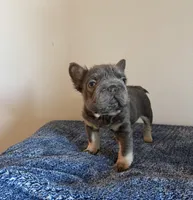 Blue, a male French Bulldog for sale in Phoenix, AZ – 2 of 3