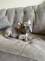 Dante , a male French Bulldog for sale in Phoenix, AZ – 5 of 7