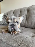 Dante , a male French Bulldog for sale in Phoenix, AZ – 6 of 7