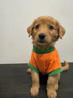 Tommy, a male Golden Retriever for sale in Phoenix, AZ – 6 of 7