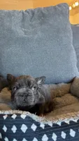Blue big rope, a male French Bulldog for sale in Phoenix, AZ – 5 of 6
