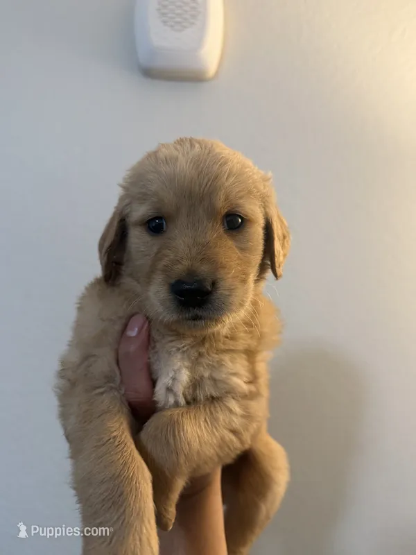 Leo – Golden Retriever puppy for sale in Phoenix, AZ