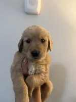 Leo, a male Golden Retriever for sale in Phoenix, AZ – 1 of 2
