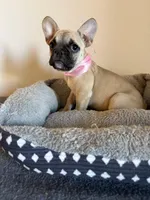 Kelly, a female French Bulldog for sale in Phoenix, AZ – 7 of 7