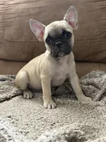 Kelly, a female French Bulldog for sale in Phoenix, AZ – Photo 2 of 2