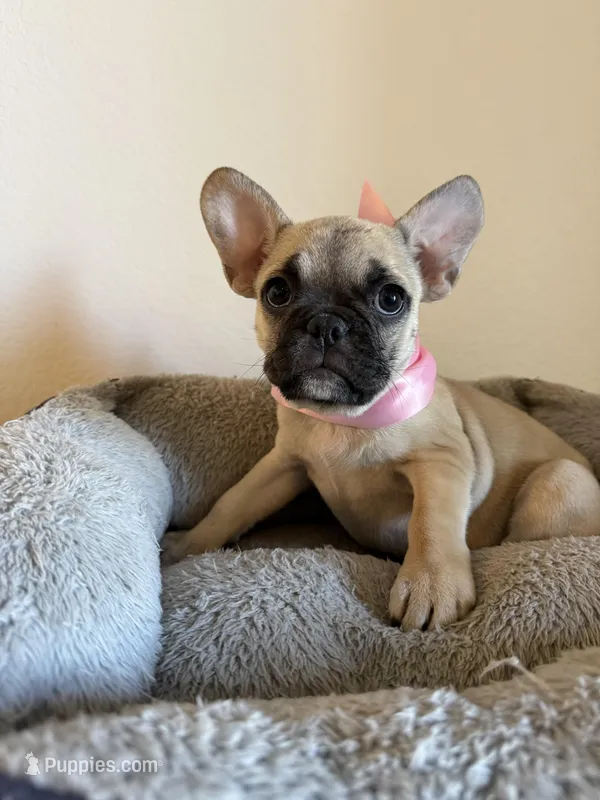 Kelly – French Bulldog puppy for sale in Phoenix, AZ