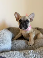Kelly, a female French Bulldog for sale in Phoenix, AZ – 1 of 7