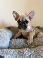Kelly, a female French Bulldog for sale in Phoenix, AZ – 4 of 7