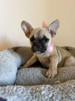 Kelly, a female French Bulldog for sale in Phoenix, AZ – 2 of 7