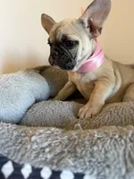 Kelly, a female French Bulldog for sale in Phoenix, AZ – 5 of 7