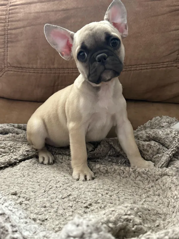 Kelly – French Bulldog puppy for sale in Phoenix, AZ
