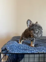 Blue, a male French Bulldog for sale in Phoenix, AZ – 3 of 3