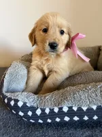Lily, a female Golden Retriever for sale in Phoenix, AZ – 2 of 2