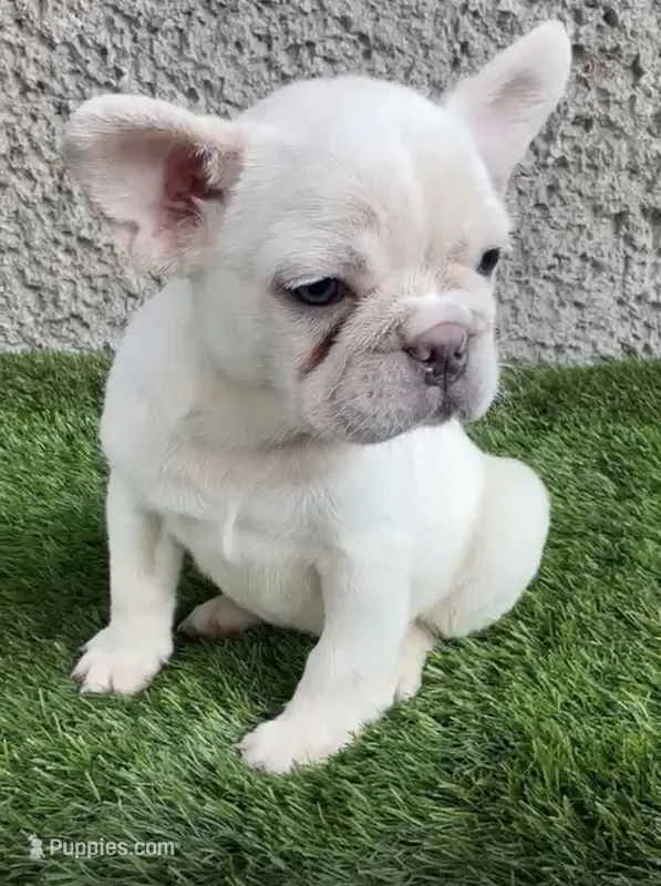 Platinum – French Bulldog puppy for sale in Phoenix, AZ