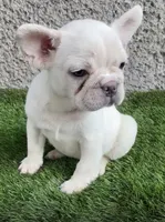 Platinum, a female French Bulldog for sale in Phoenix, AZ – 1 of 4