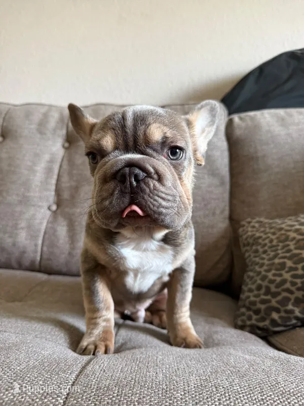 Dante  – French Bulldog puppy for sale in Phoenix, AZ