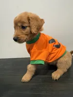 Tommy, a male Golden Retriever for sale in Phoenix, AZ – 7 of 7