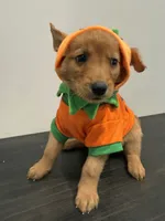 Tommy, a male Golden Retriever for sale in Phoenix, AZ – 2 of 7