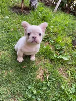 Cream, a male French Bulldog for sale in Phoenix, AZ – Photo 2 of 2