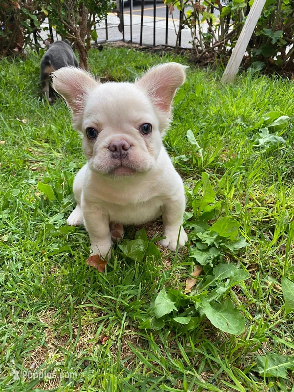 Cream – French Bulldog puppy for sale in Phoenix, AZ