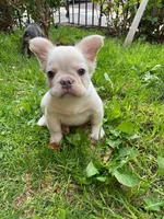 Cream, a male French Bulldog for sale in Phoenix, AZ – Photo 1 of 2