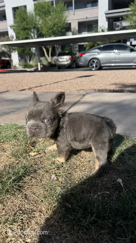 Blue big rope – French Bulldog puppy for sale in Phoenix, AZ