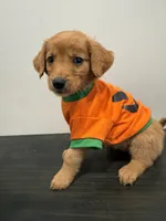 Tommy, a male Golden Retriever for sale in Phoenix, AZ – 4 of 7