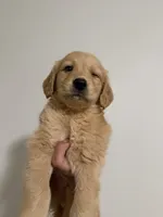 Luna, a female Golden Retriever for sale in Phoenix, AZ – 4 of 4