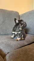 Blue big rope, a male French Bulldog for sale in Phoenix, AZ – 6 of 6