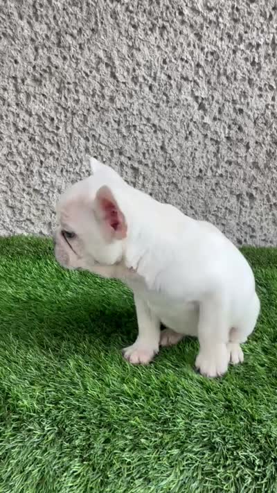 Platinum, a female French Bulldog for sale in Phoenix, AZ – 4 of 4