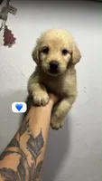 Mercury, a male Golden Retriever for sale in Phoenix, AZ – 3 of 3