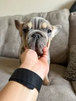 Dante , a male French Bulldog for sale in Phoenix, AZ – 2 of 7