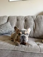 Dante , a male French Bulldog for sale in Phoenix, AZ – 4 of 7