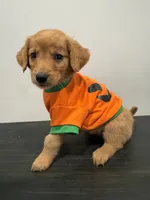 Tommy, a male Golden Retriever for sale in Phoenix, AZ – 3 of 7