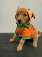 Tommy, a male Golden Retriever for sale in Phoenix, AZ – 5 of 7