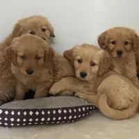 Daisy , a male Golden Retriever for sale in Phoenix, AZ – Photo 5 of 5