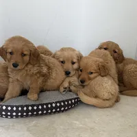 Daisy , a male Golden Retriever for sale in Phoenix, AZ – Photo 2 of 5