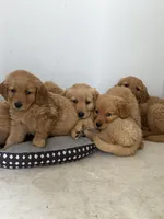 Daisy , a male Golden Retriever for sale in Phoenix, AZ – Photo 5 of 5