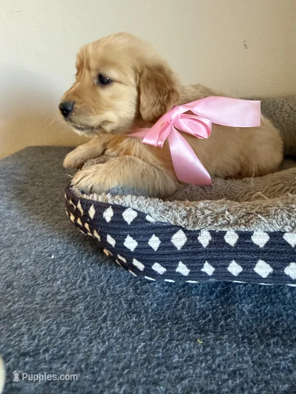 Daisy  – Golden Retriever puppy for sale in Phoenix, AZ