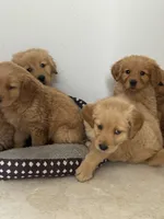 Daisy , a male Golden Retriever for sale in Phoenix, AZ – Photo 1 of 5