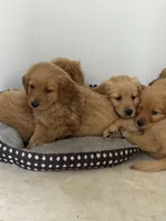 Daisy , a male Golden Retriever for sale in Phoenix, AZ – Photo 4 of 5