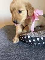 Daisy , a male Golden Retriever for sale in Phoenix, AZ – Photo 4 of 5