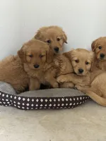 Daisy , a male Golden Retriever for sale in Phoenix, AZ – Photo 3 of 5