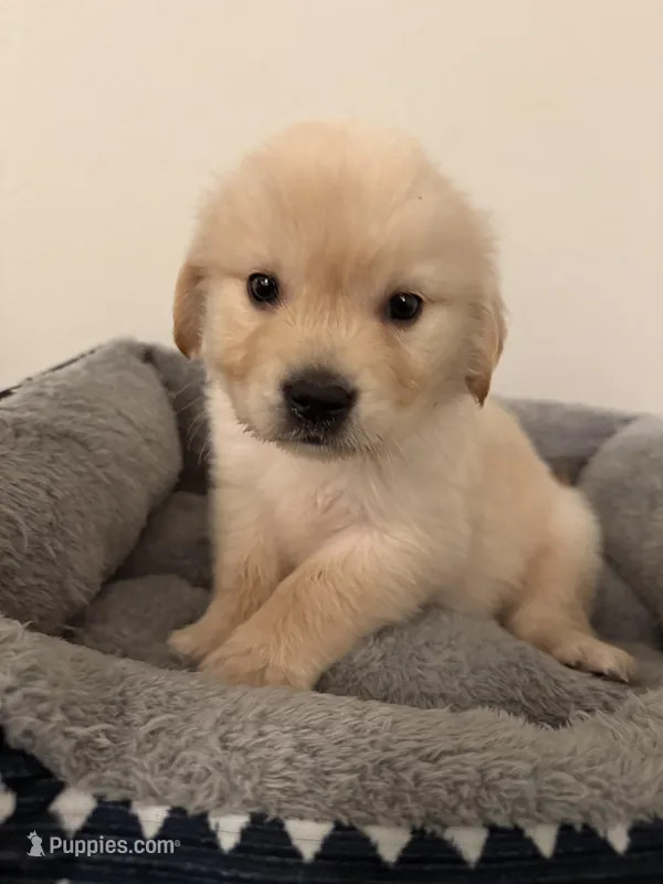 Pluto – Golden Retriever puppy for sale in Phoenix, AZ