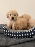 Pluto, a male Golden Retriever for sale in Phoenix, AZ – 6 of 6