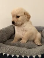 Pluto, a male Golden Retriever for sale in Phoenix, AZ – 4 of 6