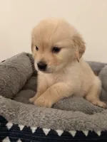 Pluto, a male Golden Retriever for sale in Phoenix, AZ – 2 of 6