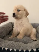 Pluto, a male Golden Retriever for sale in Phoenix, AZ – 3 of 6